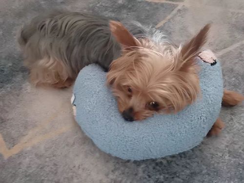 Calming Pillow for Dogs, Anxiety Pillow for Dogs, Anti Anxiety Pillow for Cats & Dogs-Pet Bowls, Feeders & Waterers-Pets Are Framily