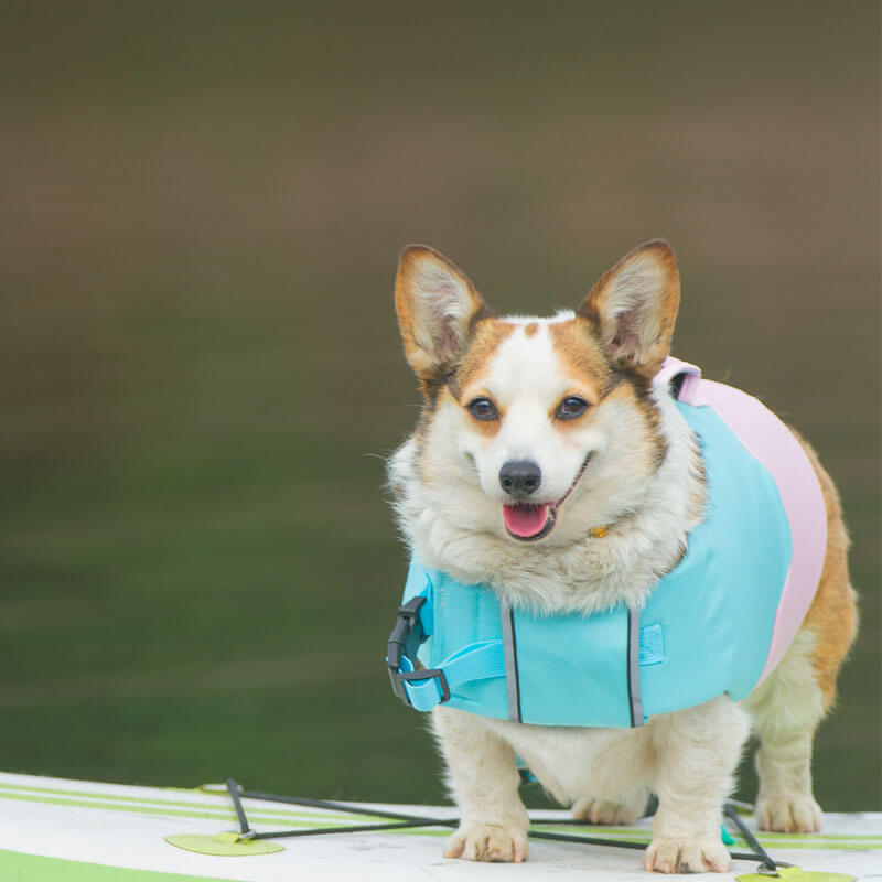 SafeSplash Dog Life Jacket - Adjustable Floatation Vest with Harness, Canine Life Vest-Dog Apparel-Pets Are Framily